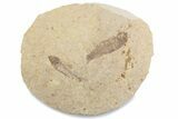 Fossil Fish (Knightia) Mortality Plate - Wyoming #375401-1